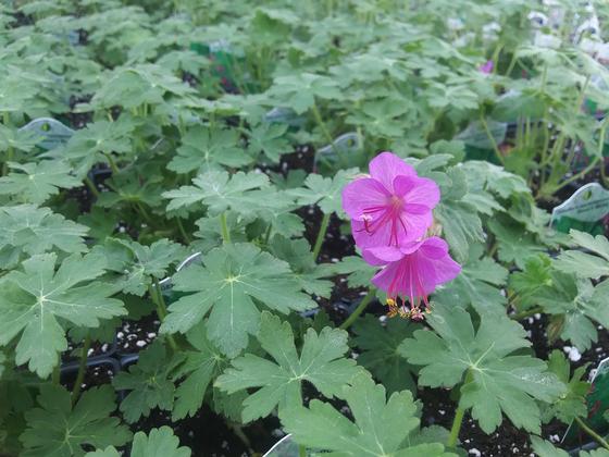 Geranium 'Bevan's Variety' - Cranesbill from Rush Creek Growers