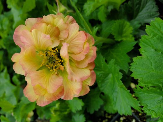 Geum 'Pretticoats Peach' - Avens from Rush Creek Growers