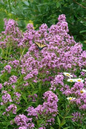 Photo courtesy of North Creek Nursery