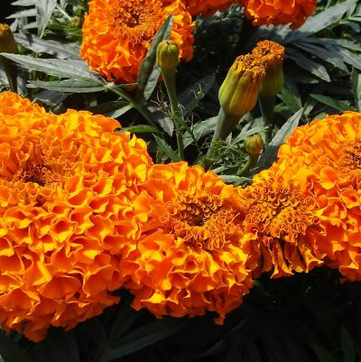 Marigold Taishan Orange