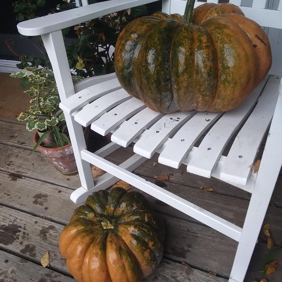Pumpkin 'Fairy Tale' - from Rush Creek Growers