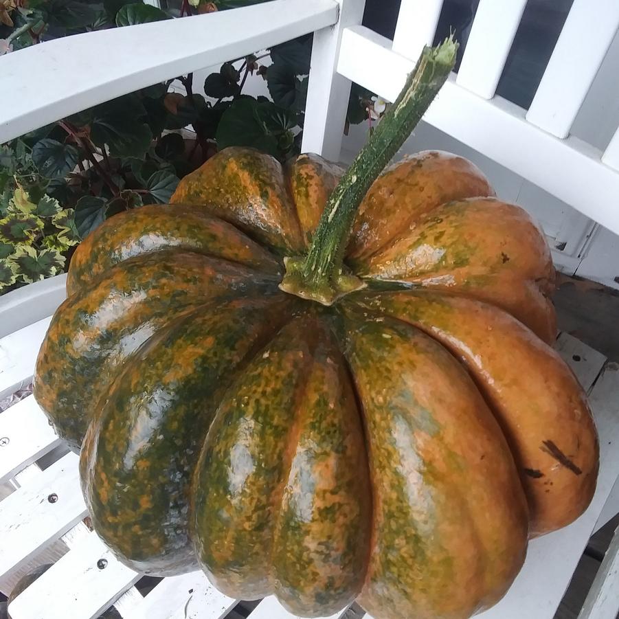 Pumpkin 'Fairy Tale' - from Rush Creek Growers