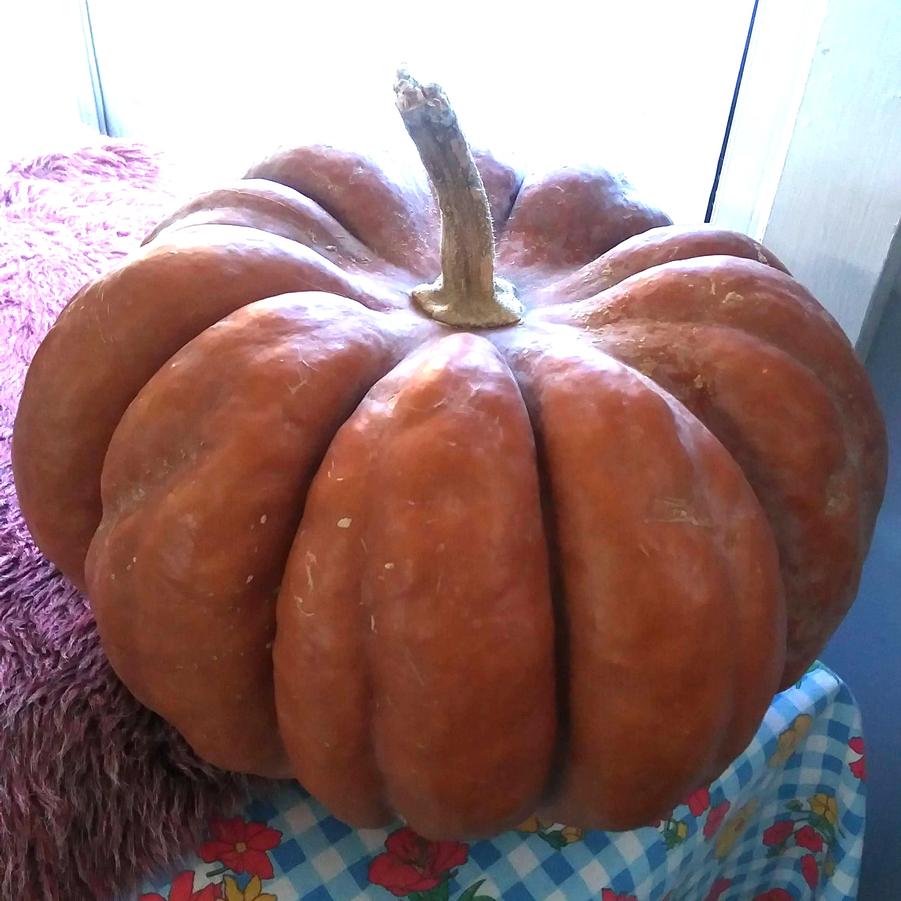 Pumpkin 'Fairy Tale' - from Rush Creek Growers