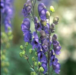 Aconitum napellus 