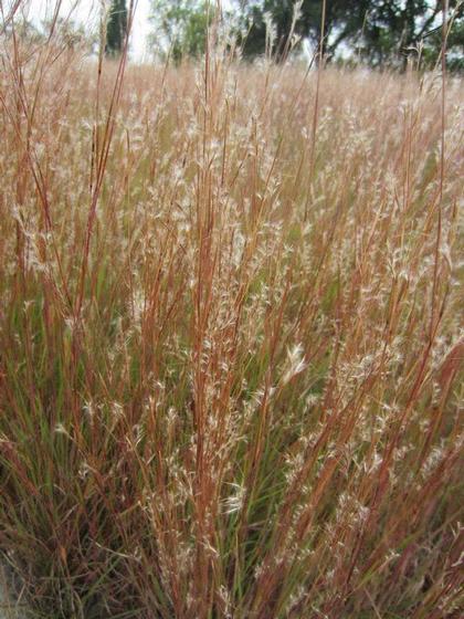 Courtesy Missouri Botanical Garden Plant Finder