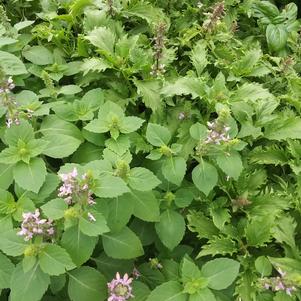 Basil Temperate Tulsi