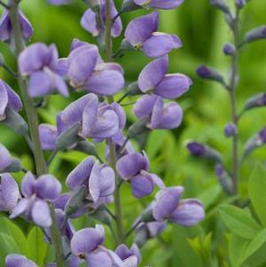 Baptisia Purple Smoke