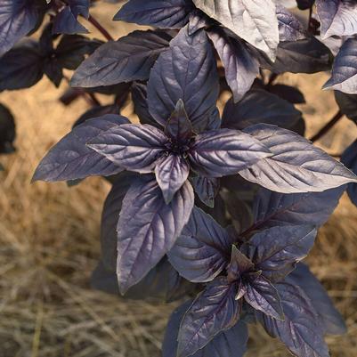 Basil Prospera® Red