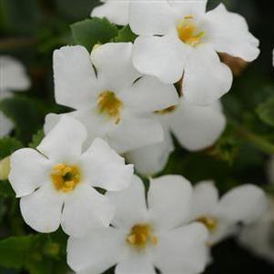 Bacopa MegaCopaWhite