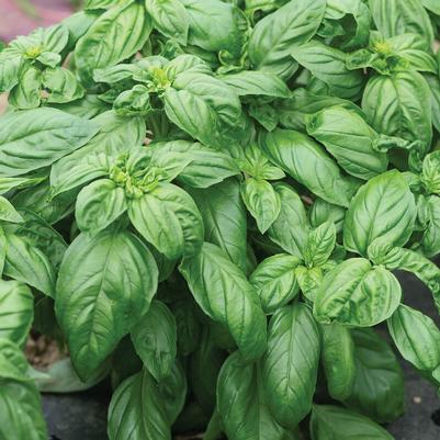 Basil Prospera® Sweet