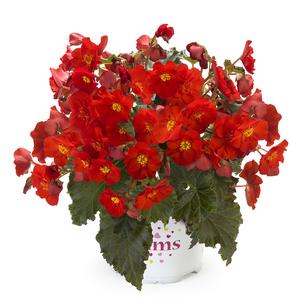 Begonia Begonia Dreams® Macarouge