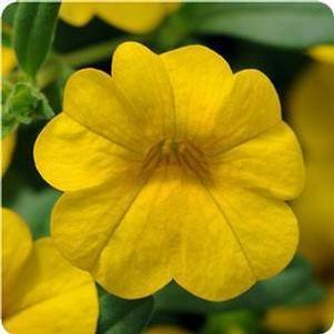 Calibrachoa Cabaret® Deep Yellow