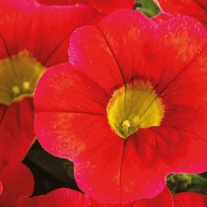 Calibrachoa Calitastic® Blood Orange