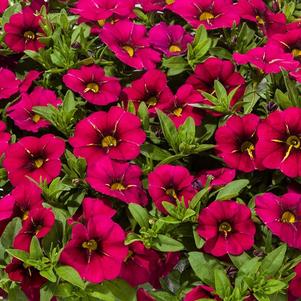 Calibrachoa Cruze® Control Giant Rose