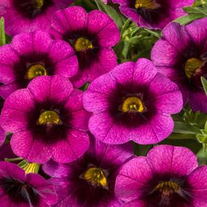 Calibrachoa Cruze® Control Grape Delicious