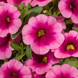 Calibrachoa Cruze® Control Pink Delicious