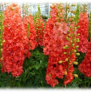 Delphinium Red Lark