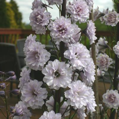 Delphinium Elatum Highlander Cha Cha