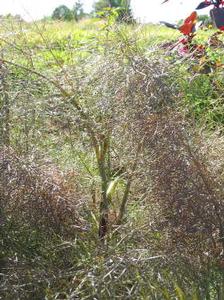 Fennel Bronze