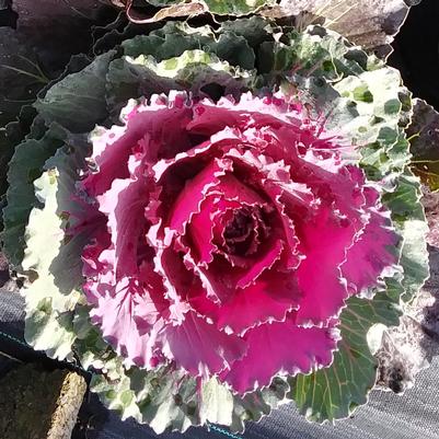 Flowering Cabbage Pigeon Purple