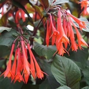 Fuchsia Gartenmeister