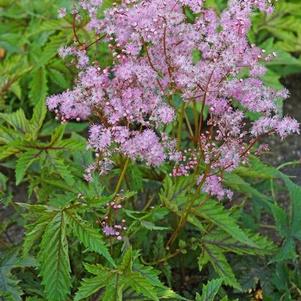 Filipendula Red Umbrellas