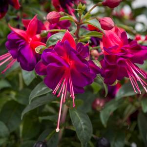 Fuchsia Windchimes® Double Dark Eye