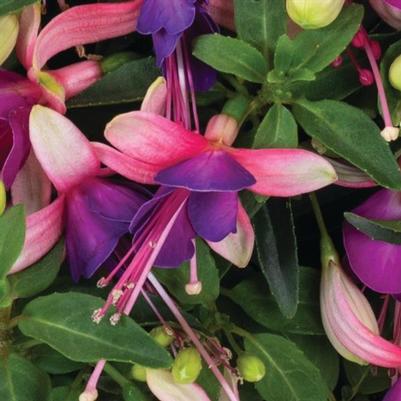 Fuchsia Ballerina® Brise