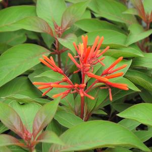 Hamelia patens Hummingbird Plant