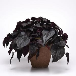 Ipomoea batatus Solar Power Black Heart