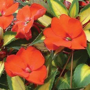 Impatiens Sunpatiens® Tropical Orange