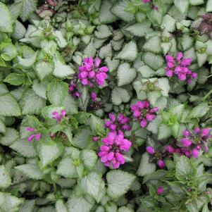 Lamium maculatum Purple Dragon