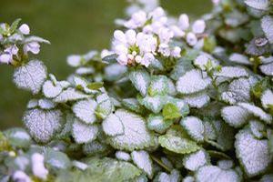 Lamium maculatum White Nancy