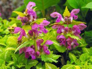 Lamium Lemon Frost