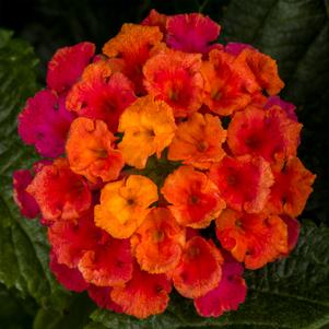 Lantana Bandolero™ Cherry Sunrise