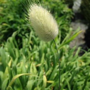 Lagurus ovatus Bunny Tails