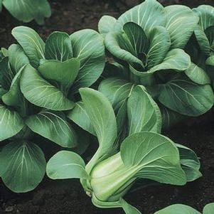 Pac Choi Mei Qing Choi