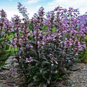 Penstemon Blackbeard