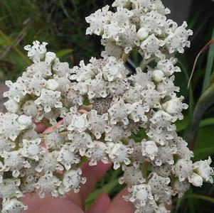 Parthenium integrifolium Wild Quinine