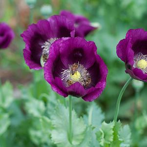 Papaver somniferum Lauren's Grape