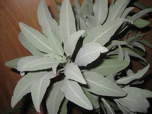 Sage apiaina White