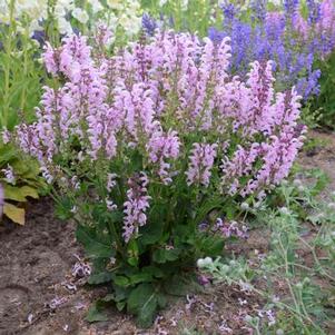 Salvia Fashionista® Ballerina Pink