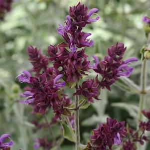 Salvia canariensis Lancelot