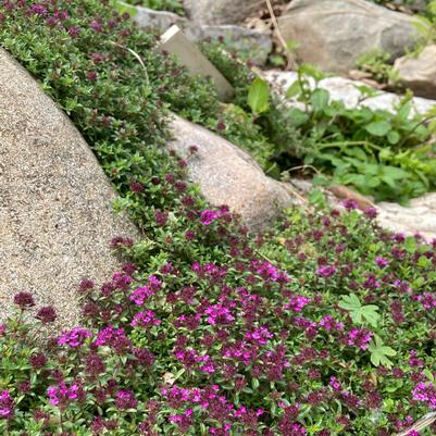 Thymus praecox coccineus 