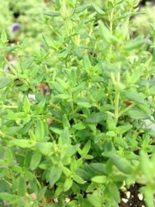 Thyme English Miniature