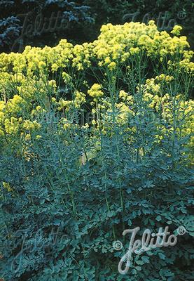 Thalictrum flavum subsp. glaucum 