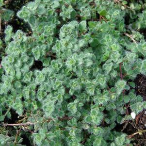 Thymus praecox pseudolanginosus 