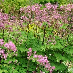 Thalictrum sp. Black Stockings