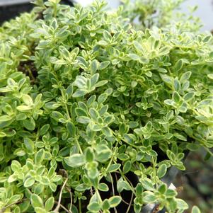 Thymus praecox Highland Cream