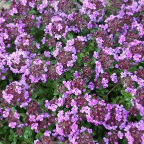 Thymus Caborn Wine and Roses